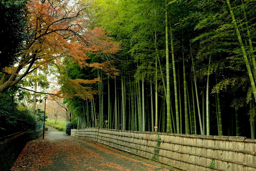 近所の公園