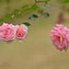 薔薇