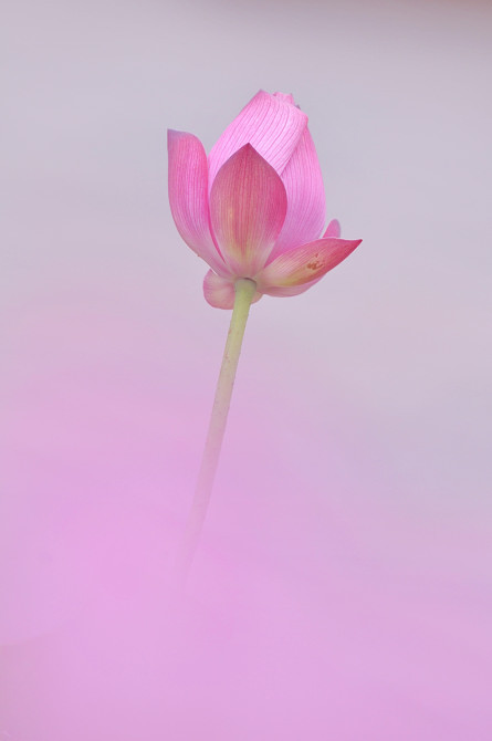 蓮