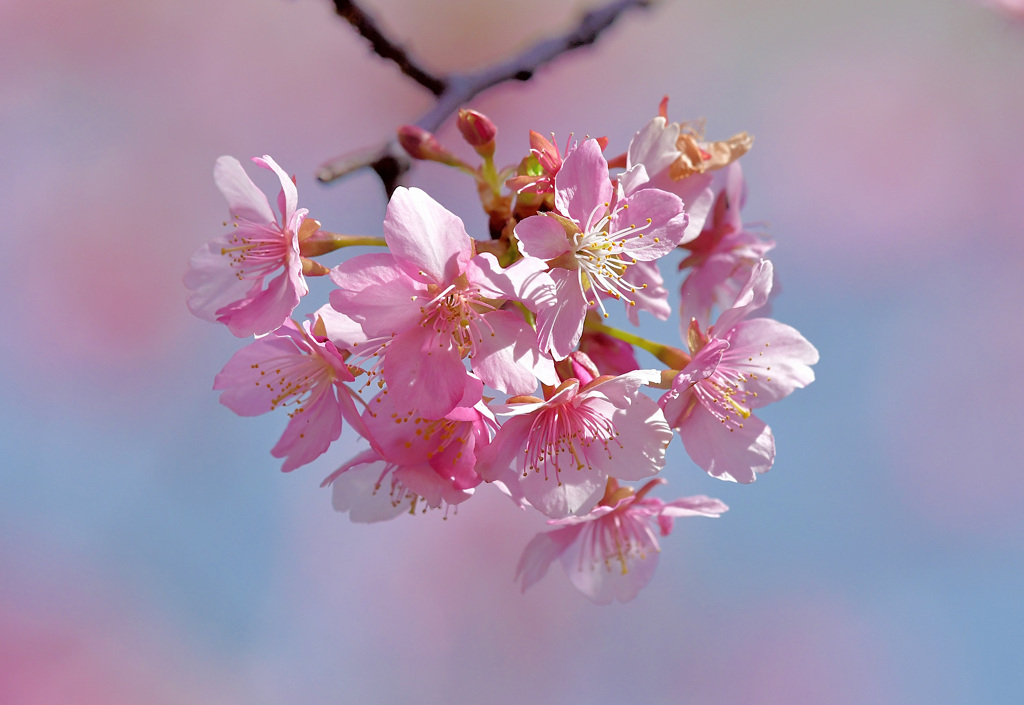 桜