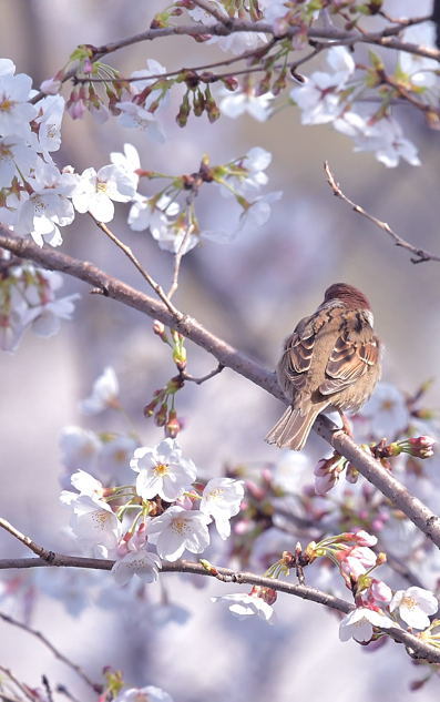 すずめ