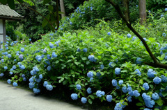 紫陽花物語 紫陽花物語