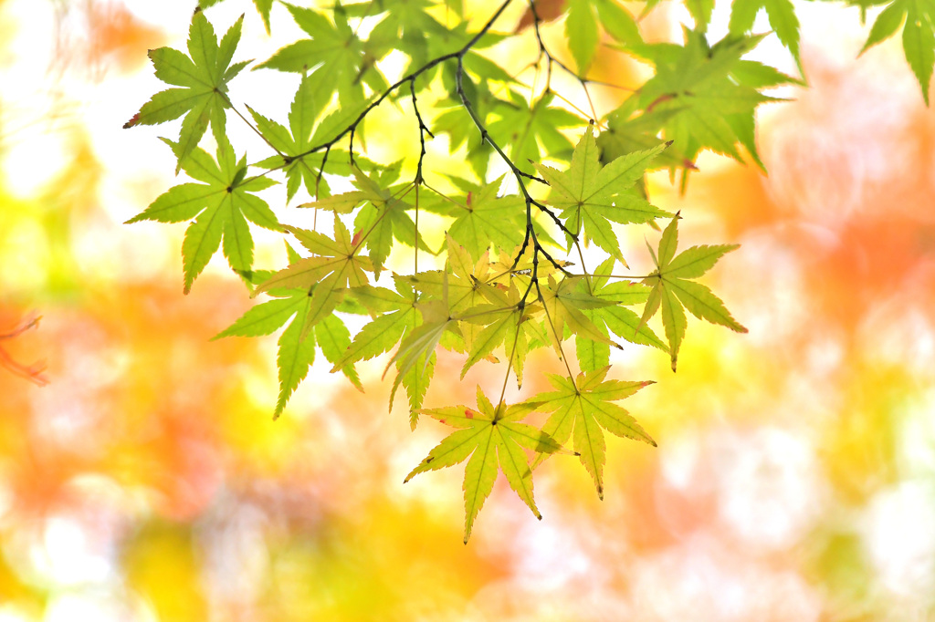 紅葉