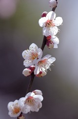 咲く 咲く