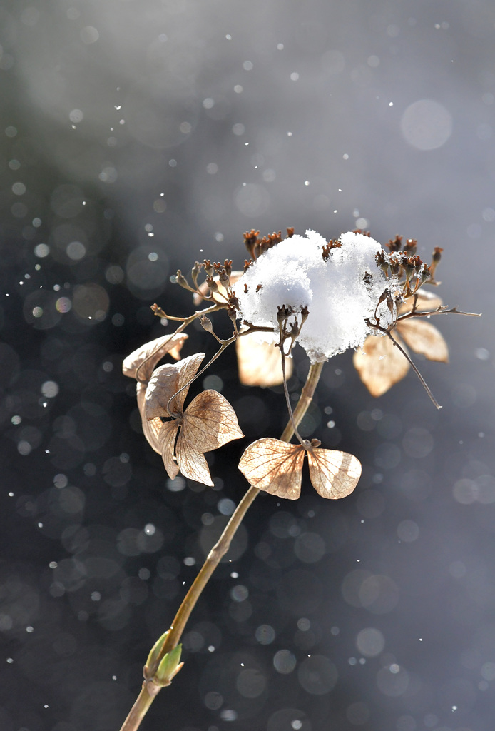 雪の朝