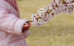 桜子