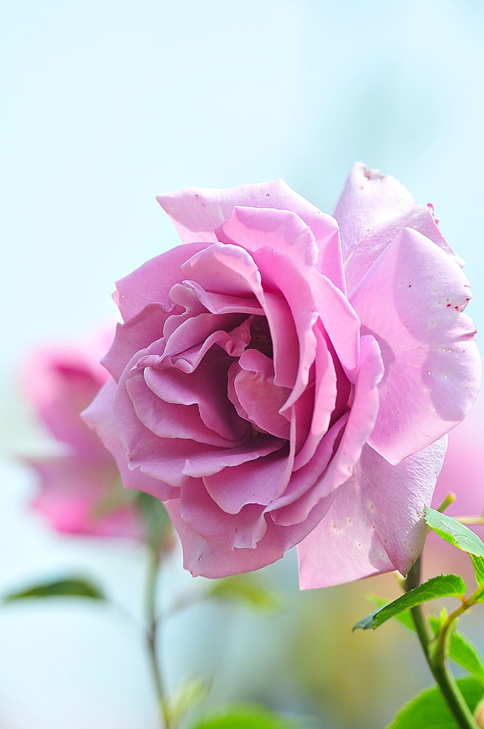 薔薇