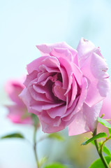 薔薇