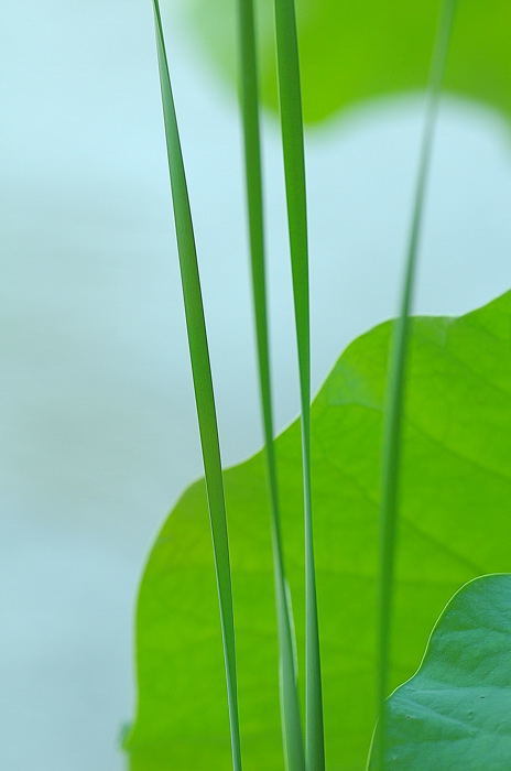 蓮