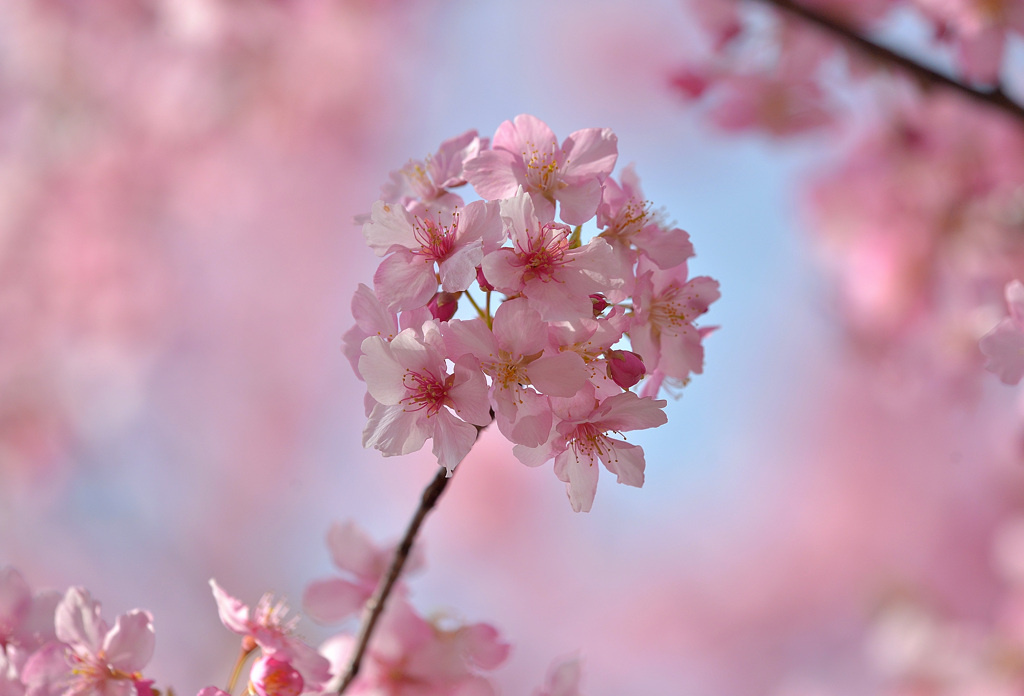 桜