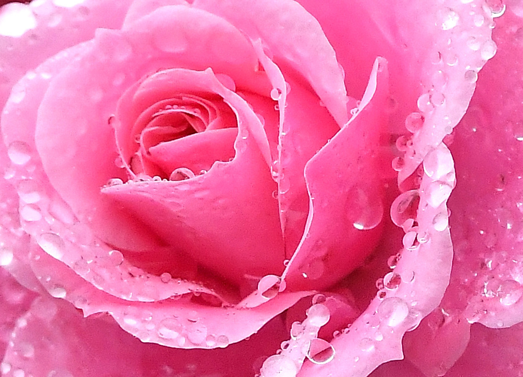 薔薇