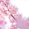 春めき