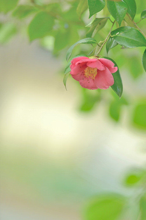 椿
