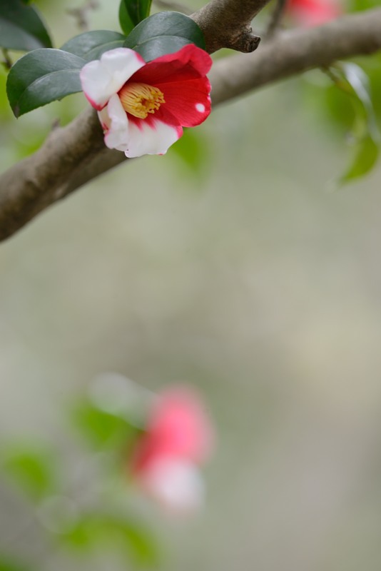 鎌倉　宝戒寺