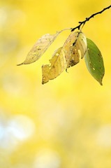 紅葉