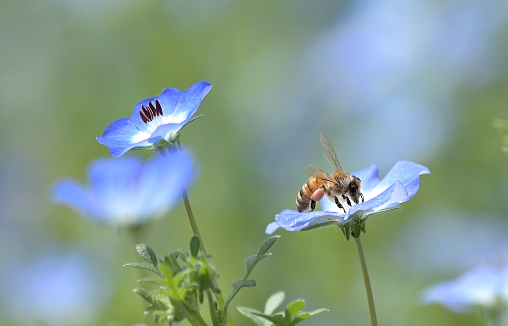 蜜蜂