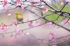 オカメ桜