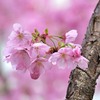 横浜ヒザクラ