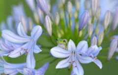 花びら一枚の可愛さ