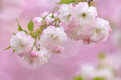 八重桜