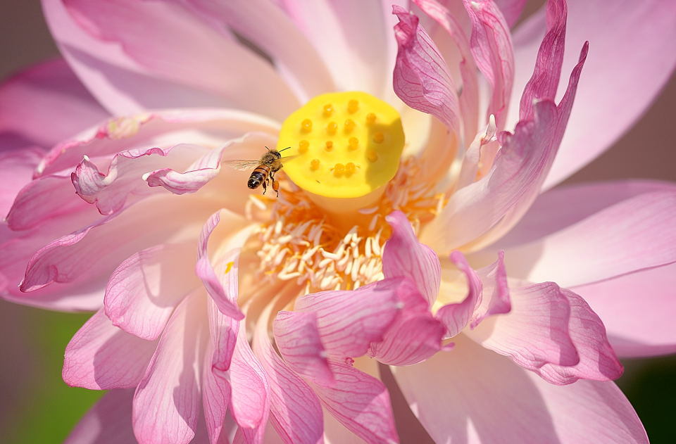 花粉だんご
