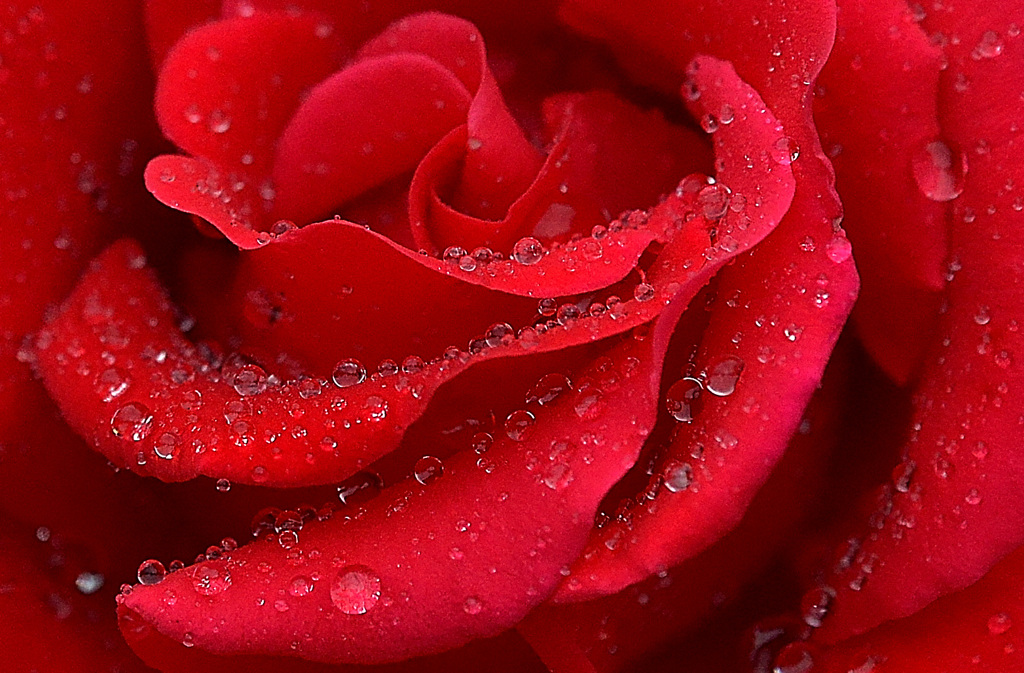 雨の薔薇園