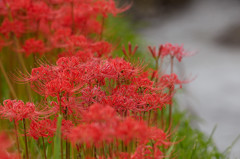 彼岸花