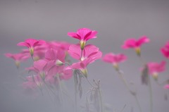 オキザリス