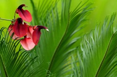 夏の花