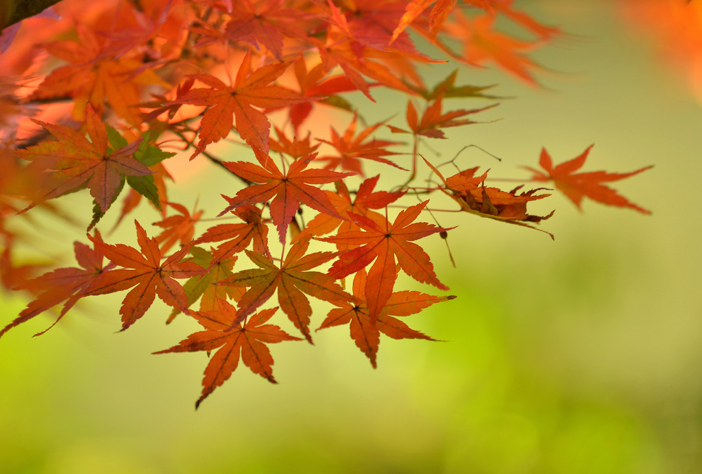紅葉