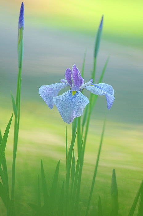 花菖蒲