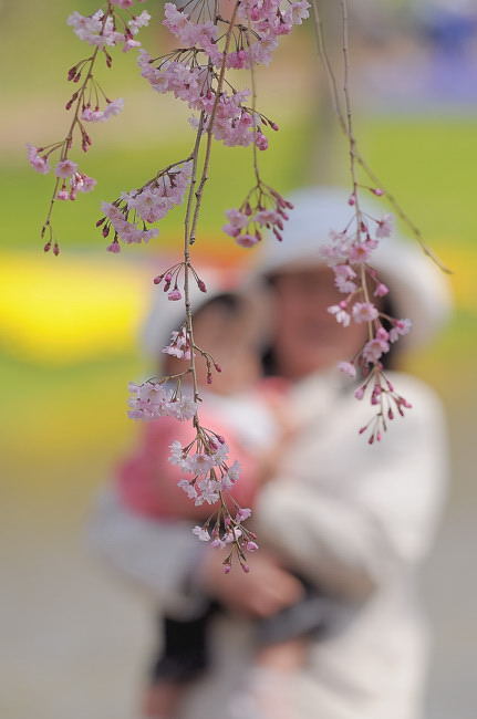 初めて桜を見た日