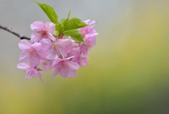 河津桜