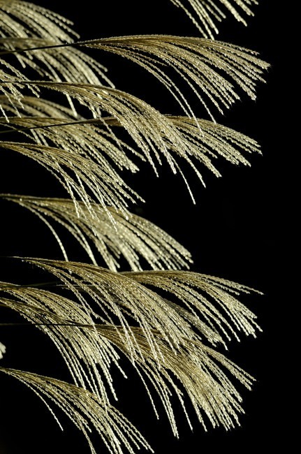 袖振り草