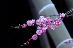 紅梅