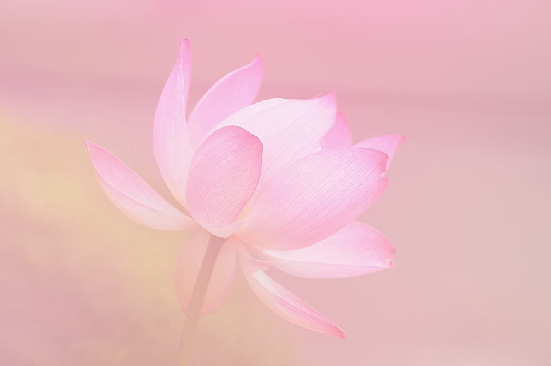 はす３