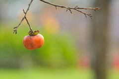鳥さんへプレゼント