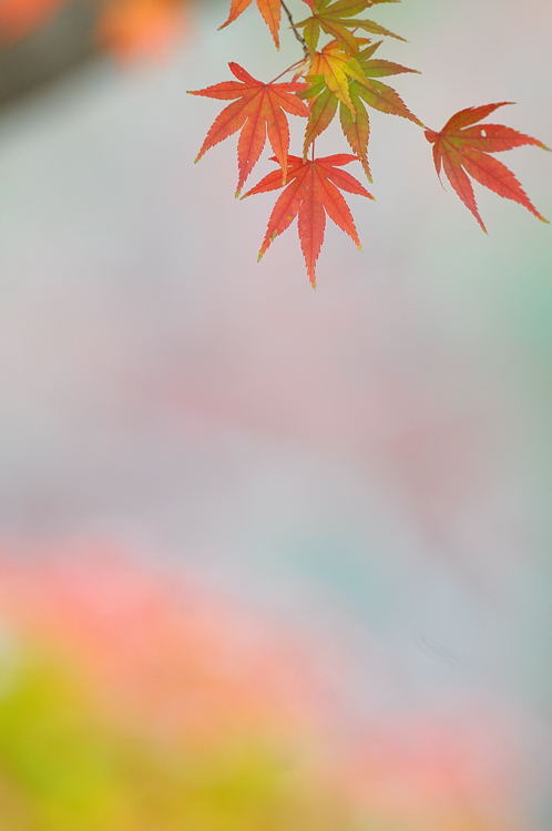 可愛くて