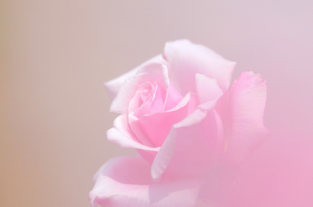 薔薇