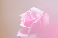 薔薇
