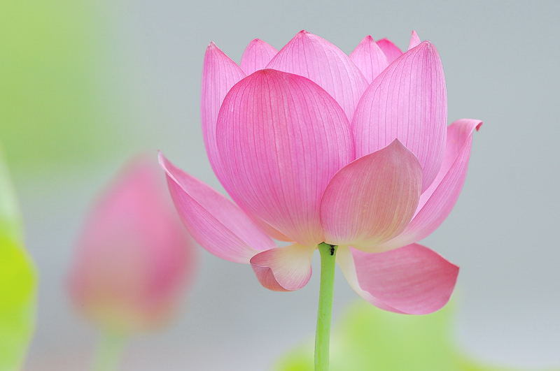 Summer Flower２