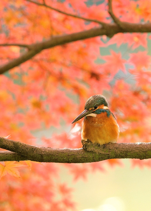 カワセミ