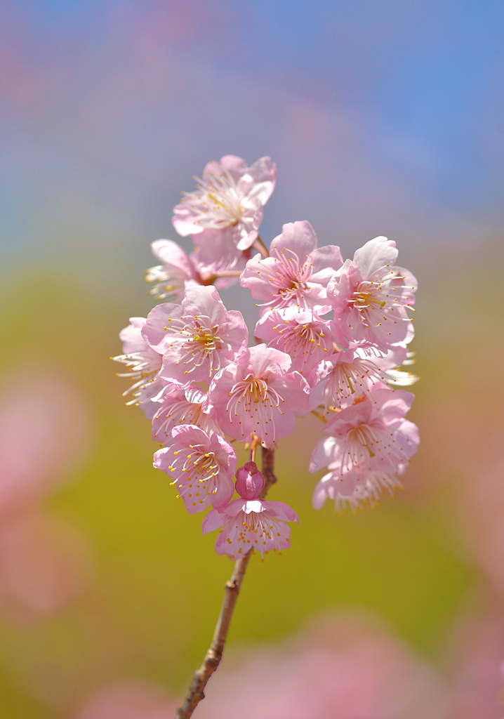 桜