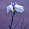 花菖蒲
