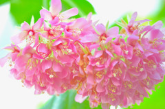 Dombeya wallichii 