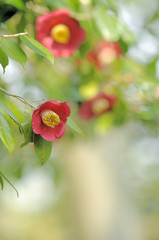 冬の花