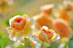 薔薇