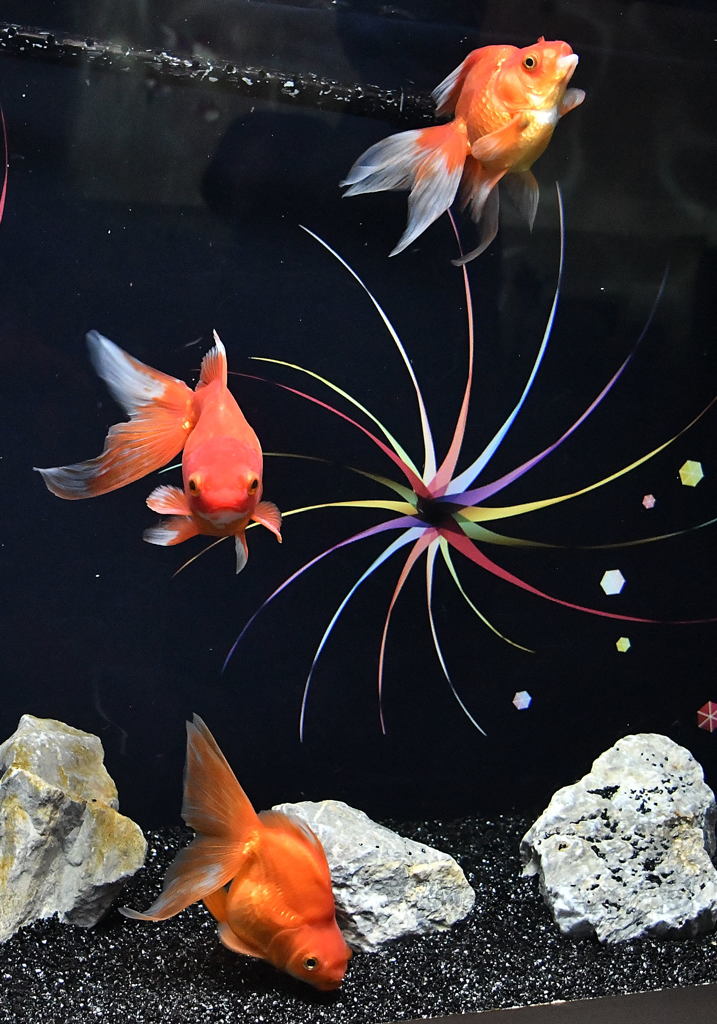 金魚
