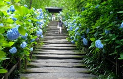 谷戸に咲く