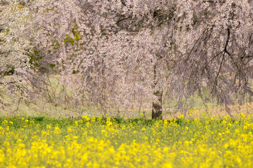 桜